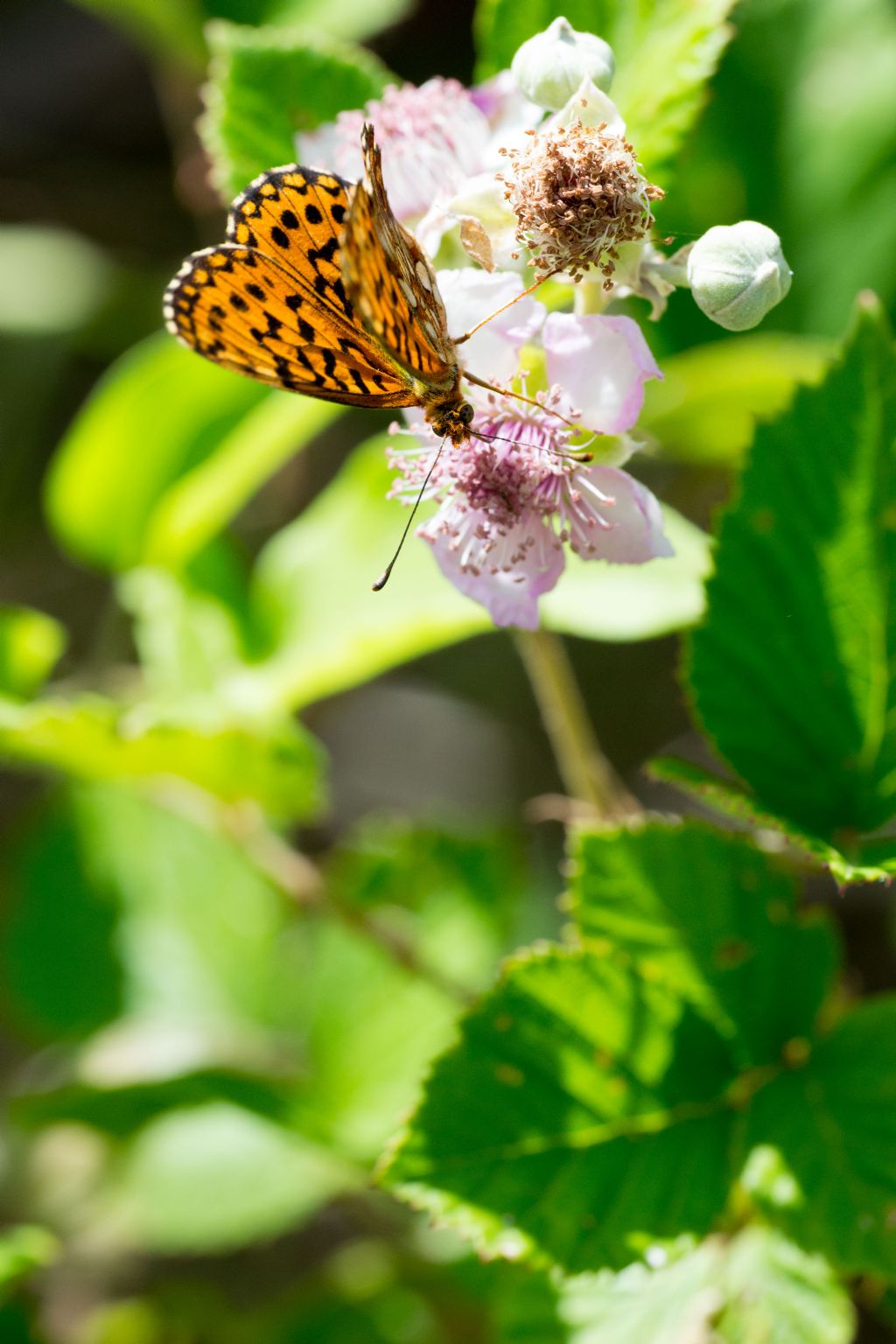 Boloria dia